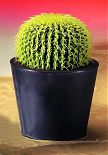 Cactus rotondo 27cm